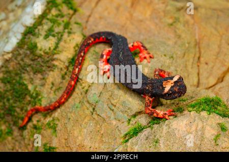 Northern Spectacled Salamander (Salamandrina perspicillata) adult, resting on rock, Italy Stock Photo