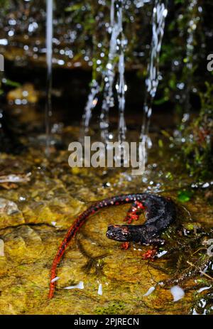 Spectacled salamander (Salamandrina perspicillata), Northern Spectacled Salamander, Amphibians, Other animals, Salamanders, Animals, Northern Stock Photo