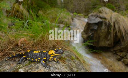 Fire Salamander (Salamandra salamandra) adult, resting on rock at edge of stream in forest habitat, Italian Alps, Italy Stock Photo