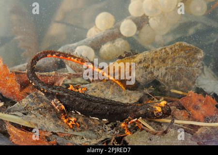 Northern Spectacled Salamander (Salamandrina perspicillata) adult, with eggs underwater in pond, Italy Stock Photo