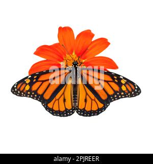 The top view of a monarch butterfly (danaus plexippus) with wings open, on a tithonia / mexican sunflower - on a white background Stock Photo