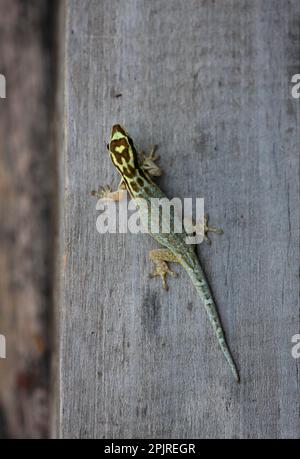 White-headed dwarf yellow-headed gecko (Lygodactylus picturatus) adult, on wooden post, Mwaluganje Elephant Reserve, Kenya Stock Photo