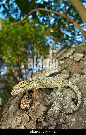 Adult Wahlberg's Velvet Gecko (Homopholis wahlbergii), climbing on tree trunk, South Africa Stock Photo