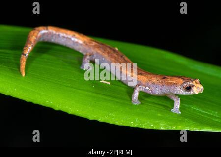 Adult Nauta mushroom tongue salamander (Bolitoglossa altamazonica), walks on leaves with the help of sucker-like toes, Los Amigos Biological Station Stock Photo