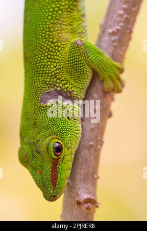 Diurnal Green Gecko (Phelsuma madagascariensis) grandis from north east Madagascar Stock Photo