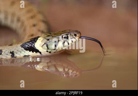 Grass Snake (Natrix natrix) adult, flicking tongue, on water in muddy pool, Oxfordshire, England, United Kingdom Stock Photo