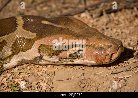 Indian Python (Python molurus), Keoladeo Ghana national park, Rajasthan ...