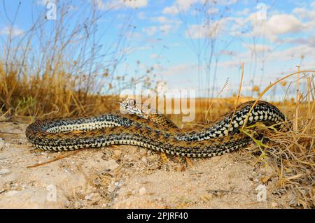 European lizard snake, montpellier snakes (Malpolon monspessulanus), Other animals, venomous, poisonous snakes, reptiles, snakes, animals Stock Photo