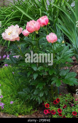 Paeonia 'Pink Hawaiian Coral', 'Dr. Alezander Fleming' - Peony, Red Calibrachoa - Million Bells, Phlox subulata 'Purple Beauty' in border in spring. Stock Photo