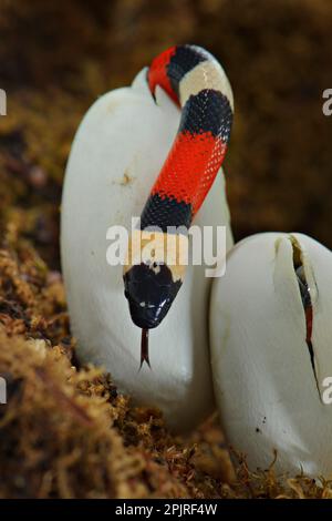 Puebla king snake, Campbell's milk snake, Pueblo king snake, Puebla ...