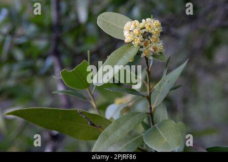 The California bay laurel or Oregon myrtle tree (Umbellularia californica) a native tree endemic to the West coast growing in Santa Clara county, CA. Stock Photo