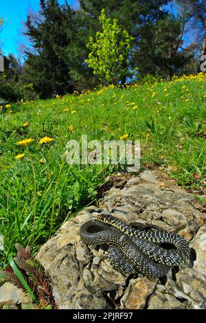 Western green whip snake (Hierophis viridiflavus) adult, sitting on rock in its habitat, Italy Stock Photo