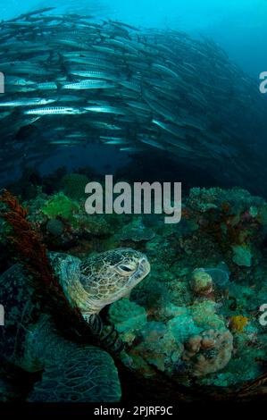 Adult loggerhead sea turtle (Caretta caretta) resting next to red coral on the reef with a school of blackfin barracuda (Sphyraena qenie) in the