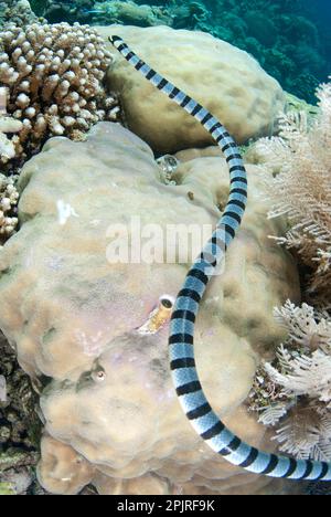 Adder flat-tail, Adder flat-tails, Yellow-lipped sea snake, Yellow-lipped sea snakes, Sea snake, Sea snakes, Other animals, Venomous, Poisonous Stock Photo