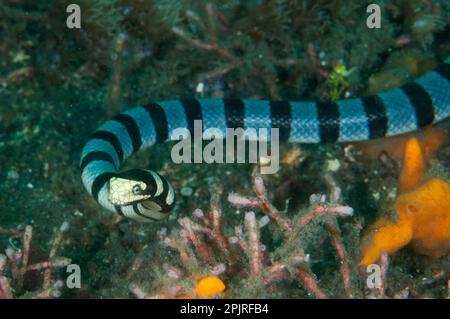 Adder flat-tail, Adder flat-tails, Yellow-lipped sea snake, Yellow-lipped sea snakes, Sea snake, Sea snakes, Other animals, Venomous, Poisonous Stock Photo