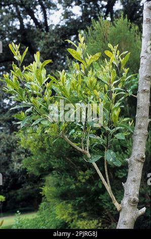 Corkwood (Duboisia myoporoides) Stock Photo