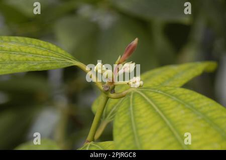 Ceylon Cinnamon Tree Stock Photo