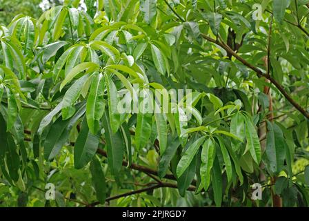 Devil's tree (Alstonia scholaris) Stock Photo