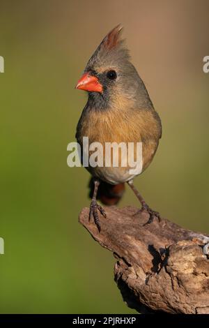 A female northern cardinal perched on a log Stock Photo