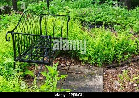 Black wrought iron bench bordered by Matteuccia struthiopteris - Ostrich Ferns in backyard garden in spring. Stock Photo