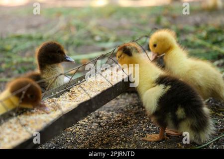 Cute fluffy ducklings near feeder with seed mix in farmyard Stock Photo