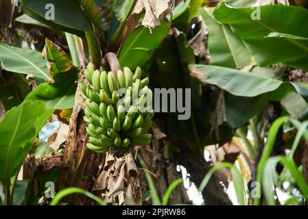 Bunch of green, unripe, bananas hanging from the palm tree, a staple crop in the cuisine of many tropical countries. Stock Photo