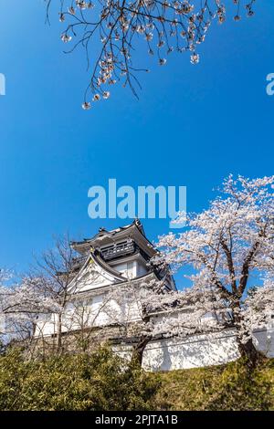 Yokote-jo(Yokote castle), with cherry blossom, Flower festival, Yokote city, Akita, Tohoku, Japan, East Asia, Asia Stock Photo