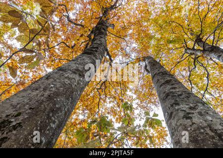 Beech forest in Mt. Kurikoma national park, with autumn leaves, Higashinaruse village, Akita, Tohoku, Japan, East Asia, Asia Stock Photo