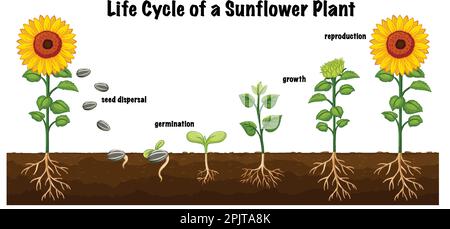 Life Cycle of a Sunflower Plant Diagram for Science Education ...