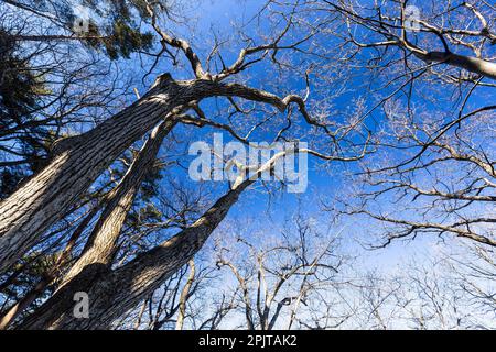 Big wild oak trees, winter, Mt. Bounoore, Okutama & Okumusashi mountains, Hannou city, Saitama province, Japan, East Asia, Asia Stock Photo