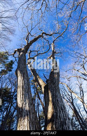 Big wild oak trees, winter, Mt. Bounoore, Okutama & Okumusashi mountains, Hannou city, Saitama province, Japan, East Asia, Asia Stock Photo