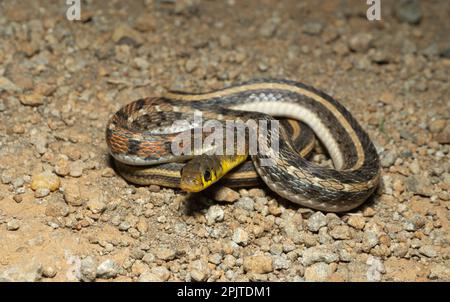 buff striped keelback (Amphiesma stolatum) Satara, maharashtra india (1) Stock Photo