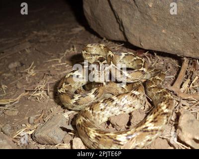 Common cat snake (Boiga trigonata), satara maharashtra india Stock Photo