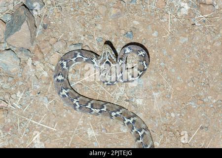 Dorsal view of common cat snake (Boiga trigonata), satara maharashtra india Stock Photo