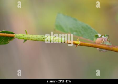 Beautiful brocade moth larva (Lacanobia contigua) Stock Photo