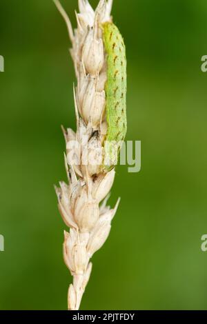 Beautiful brocade moth larva (Lacanobia contigua) Stock Photo