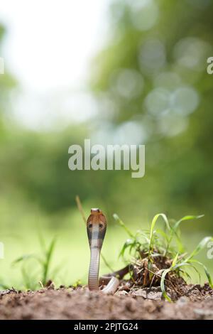 Juvenile indian cobra (naja naja), satara maharashtra india (2) Stock Photo