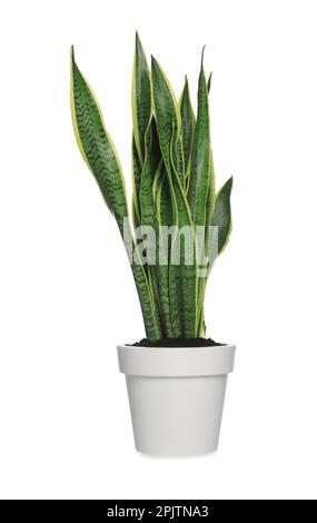Beautiful Sansevieria plant in pot isolated on white. House decor Stock Photo