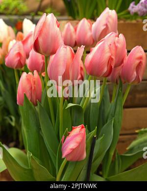 Gentle and fantastic Tulip Salmon Van Eijk, salmon-pink shaded deeper pink Stock Photo
