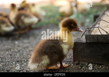 Cute fluffy duckling near feeder in farmyard Stock Photo