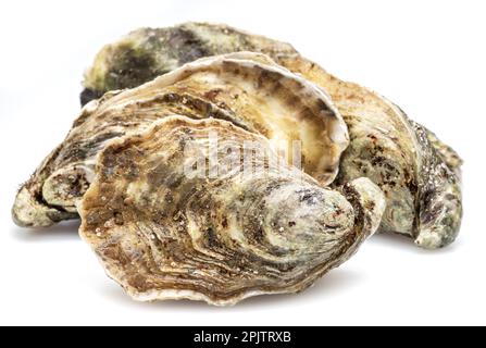 Closed raw oysters isolated on white background. Delicacy food. Stock Photo