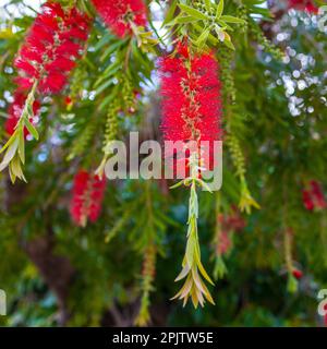 Callistemon is a genus of shrubs in the family Myrtaceae. Flora of Israel. Square frame Stock Photo