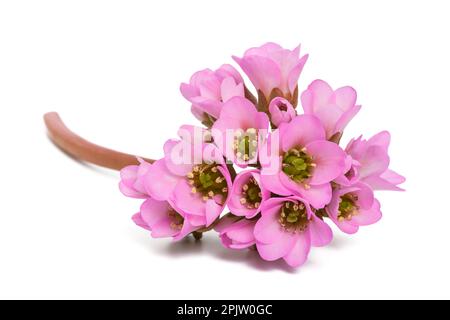 Bergenia crassifolia flowers isolated on white background Stock Photo