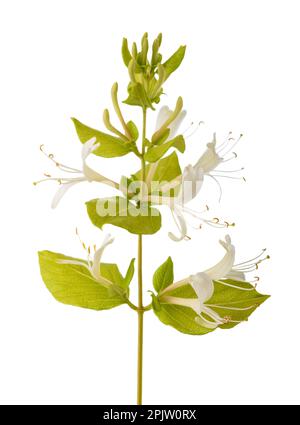 Honeysuckle flower isolated on white background Stock Photo