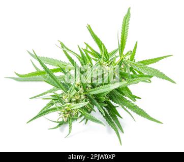 Flowering cannabis plant raceme isolated on white background. Close up. Stock Photo