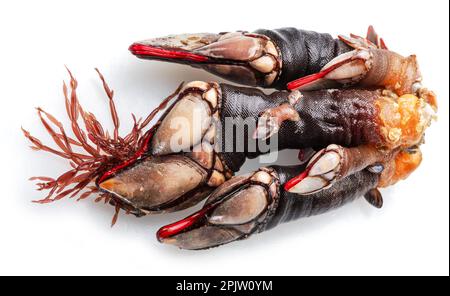Raw goose barnacles close up isolated on white background. Stock Photo