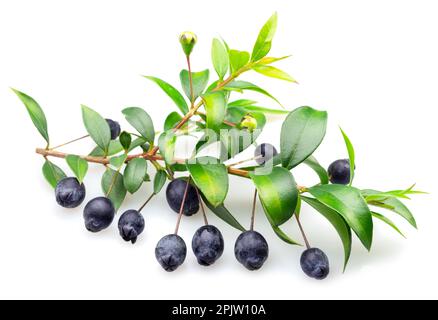 Myrtle branch with leaves and berries isolated on white background. Stock Photo