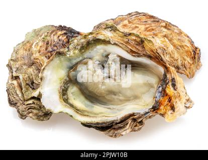 Opened and closed raw oysters isolated on white background. Delicacy food. Stock Photo