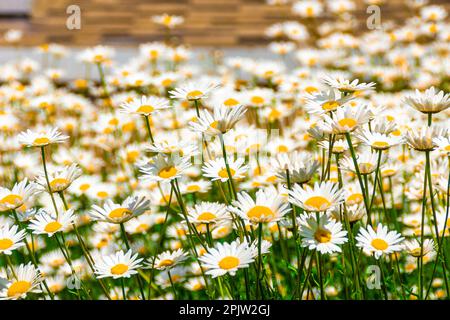 Daisies bloom in a large flower bed, some of the flowers are photographed close-up, selective focus Stock Photo