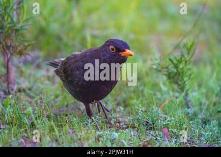 Raven perched on the ground foraging and looking at the grass in springtime Stock Photo